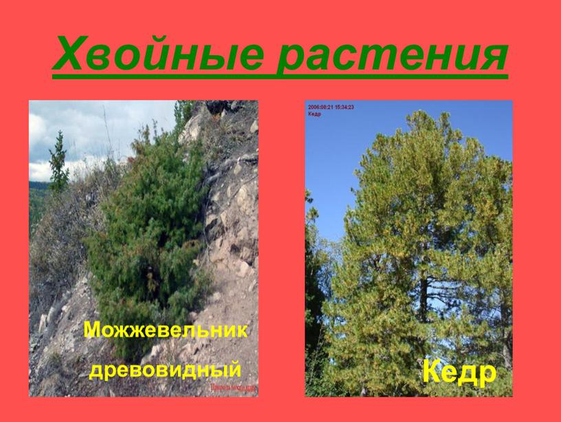 Хвойные растения Можжевельник древовидный