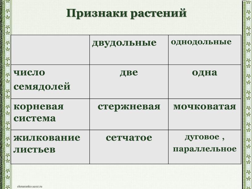 Признаки растений двудольные однодольные число семядолей две одна корневая система стержневая мочковатая жилкование листьев сетчатое дуговое , параллельное