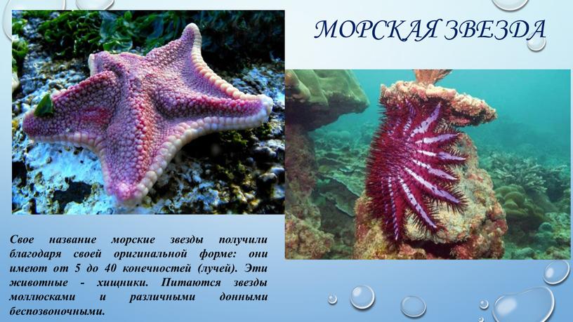 Морская звезда Свое название морские звезды получили благодаря своей оригинальной форме: они имеют от 5 до 40 конечностей (лучей)