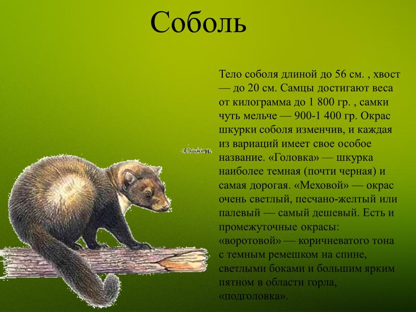 Соболь Тело соболя длиной до 56 см