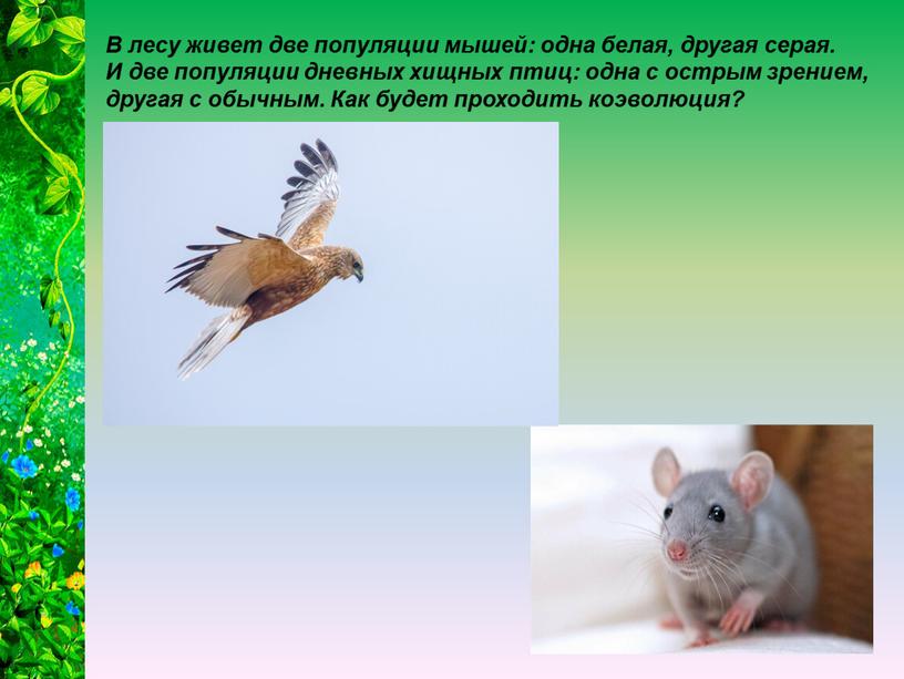 В лесу живет две популяции мышей: одна белая, другая серая