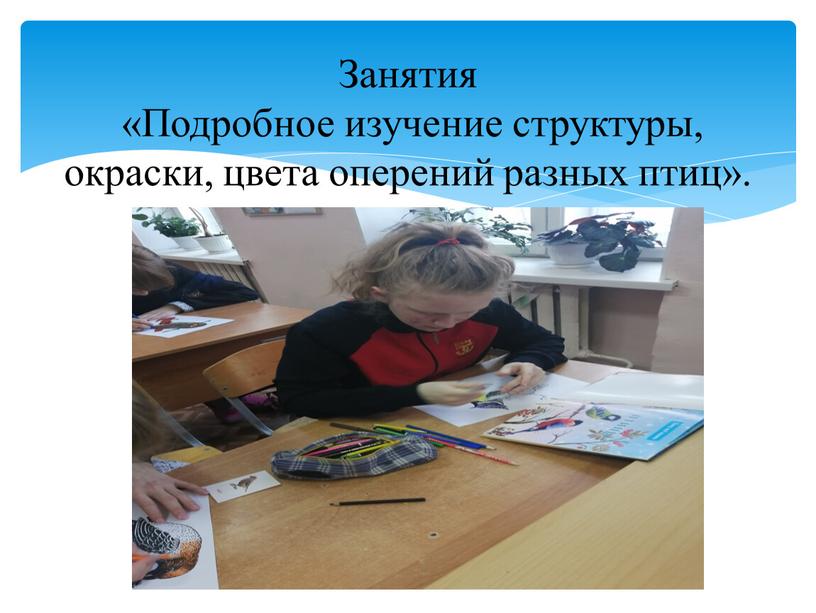 Занятия «Подробное изучение структуры, окраски, цвета оперений разных птиц»