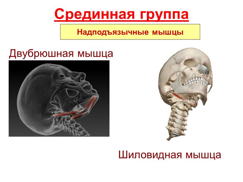 Срединная группа Двубрюшная мышца