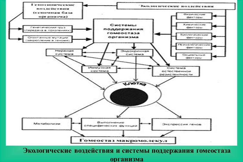 Экологические воздействия и системы поддержания гомеостаза организма