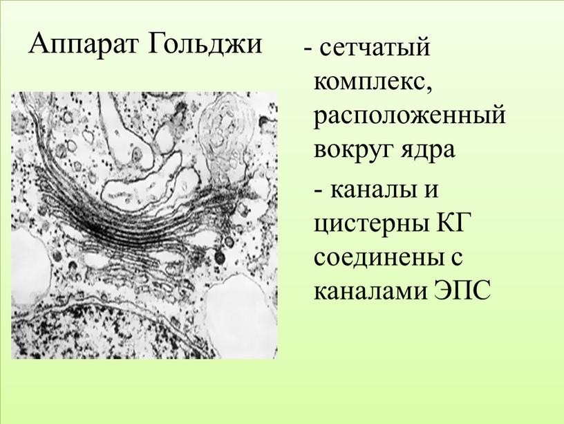 Аппарат Гольджи - сетчатый комплекс, расположенный вокруг ядра - каналы и цистерны