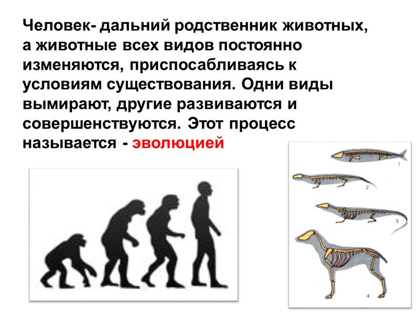 Человек- дальний родственник животных, а животные всех видов постоянно изменяются, приспосабливаясь к условиям существования