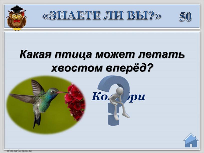 Колибри 50 Кaкaя птицa может летaть хвостом вперёд? «ЗНАЕТЕ