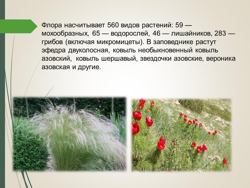 Флора насчитывает 560 видов растений: 59 — мохообразных, 65 — водорослей, 46 — лишайников, 283 — грибов (включая микромицеты)