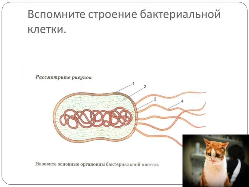 Вспомните строение бактериальной клетки