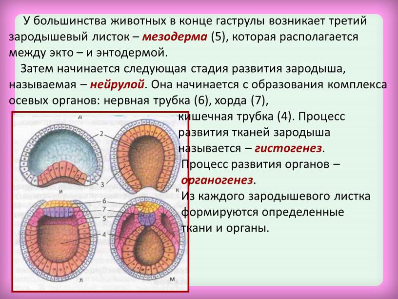 У большинства животных в конце гаструлы возникает третий зародышевый листок – мезодерма (5), которая располагается между экто – и энтодермой