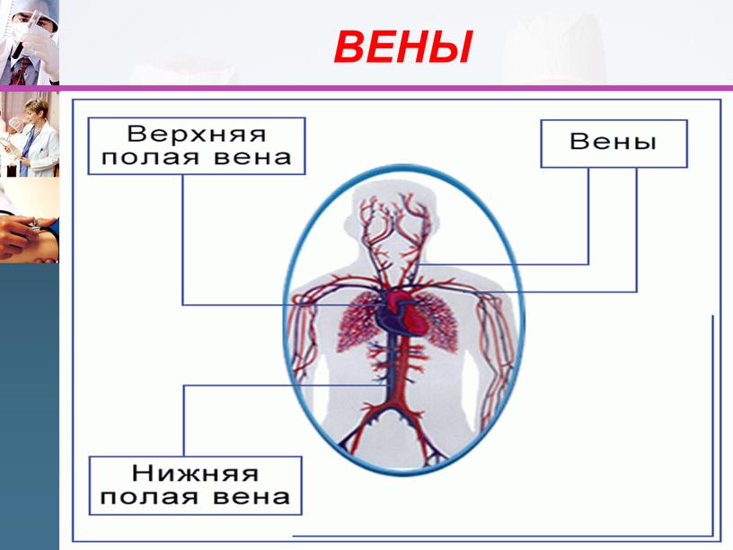 ВЕНЫ