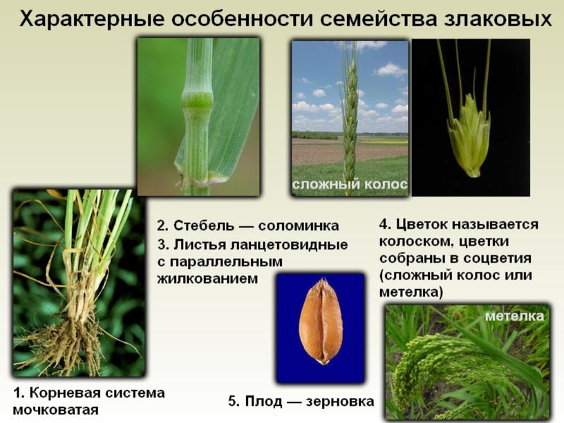 Презентация по биологии на тему : "Класс Однодольные, характерные признаки растений семейства злаковых"
