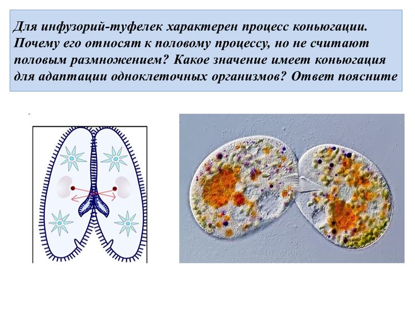 Для инфузорий-туфелек характерен процесс коньюгации