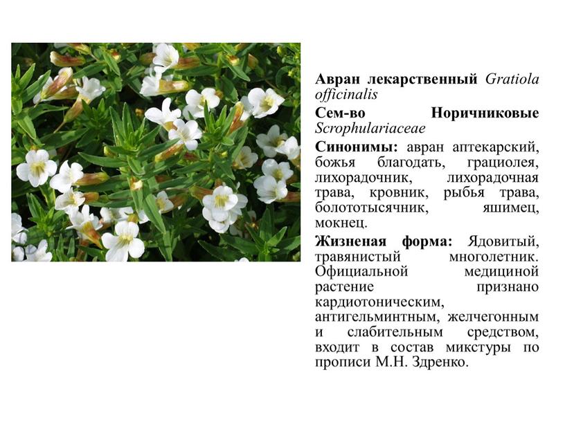 Авран лекарственный Gratiola officinalis