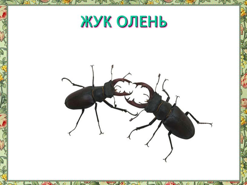 ЖУК ОЛЕНЬ