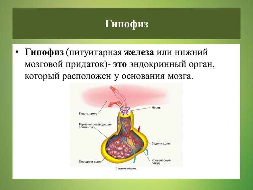 Гипофиз (питуитарная железа или нижний мозговой придаток)- это эндокринный орган, который расположен у основания мозга