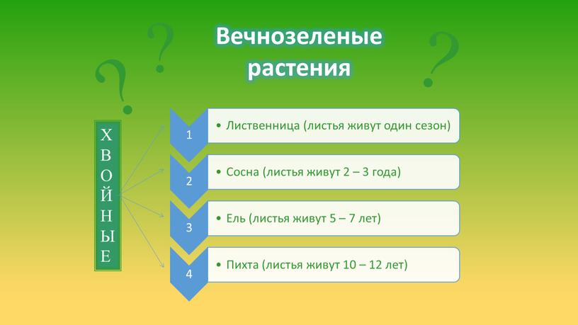 Вечнозеленые растения ? ? ?