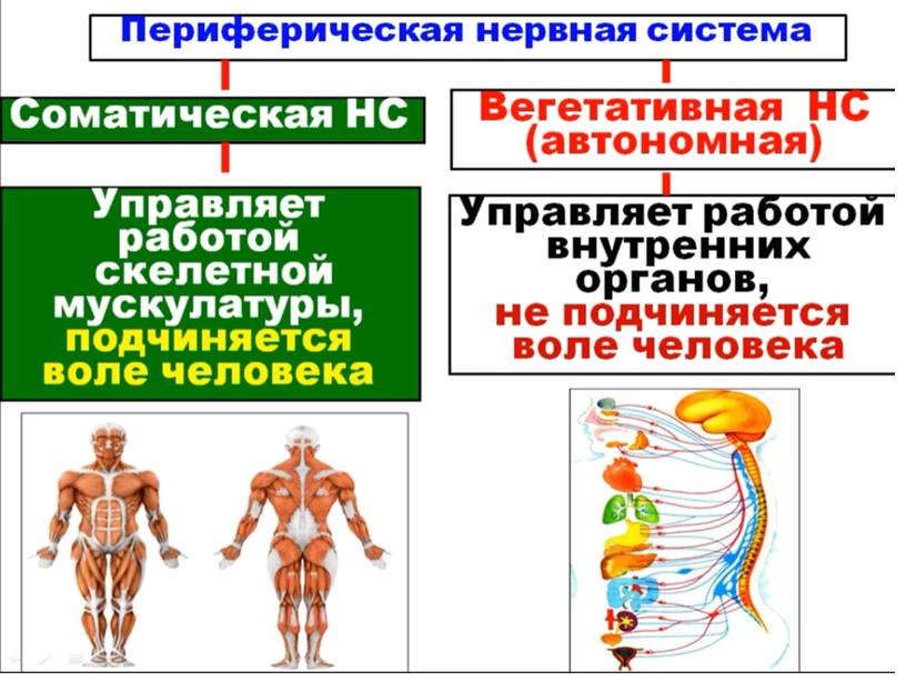 Нервная система