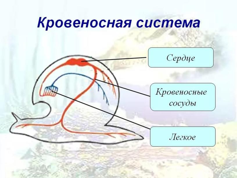 Презентация по биологии на тему "Брюхоногие моллюски"