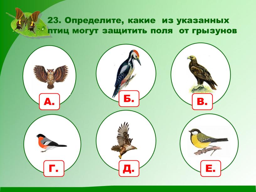 Определите, какие из указанных птиц могут защитить поля от грызунов