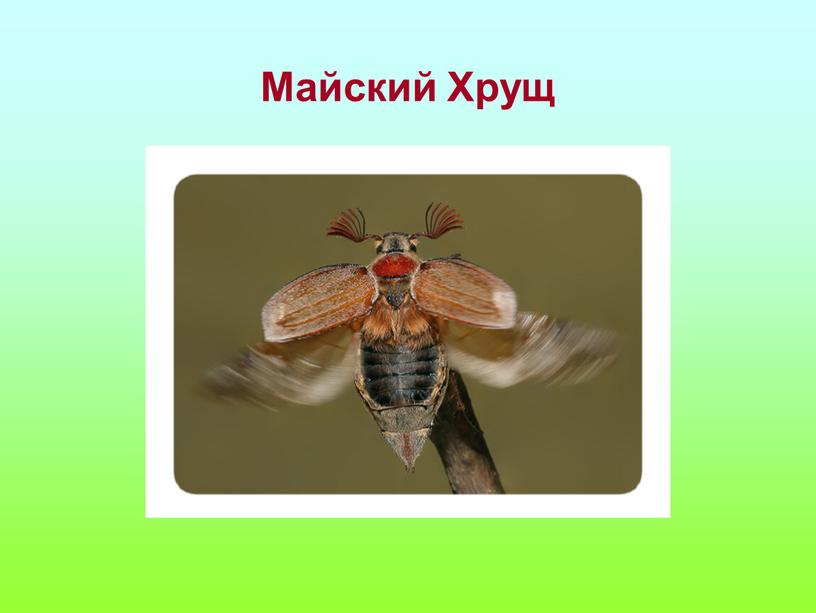 Майский Хрущ