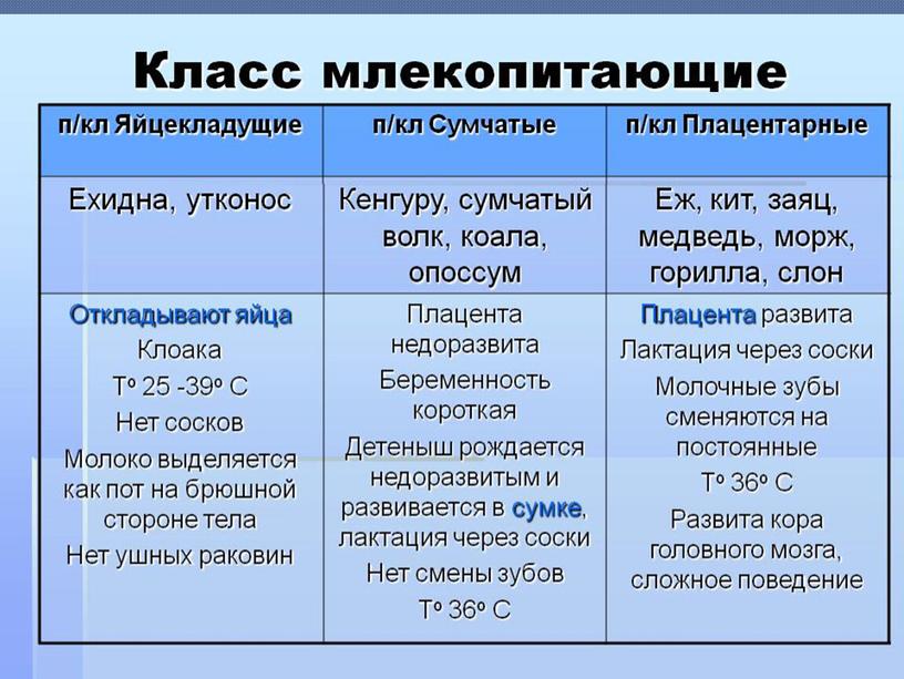 Презентация урока биологии "Размножение и развитие млекопитающих" 8 класс