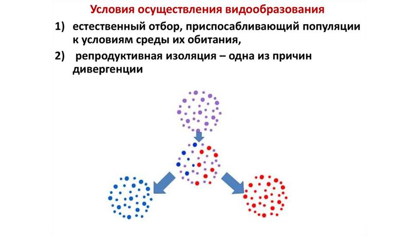 Презентация по теме: "Макро и микроэволюция"