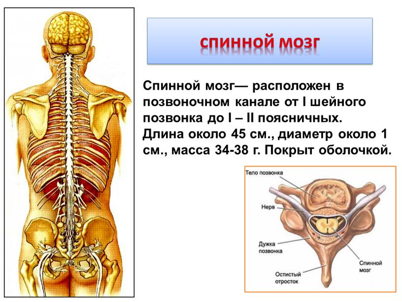 Спинной мозг— расположен в позвоночном канале от