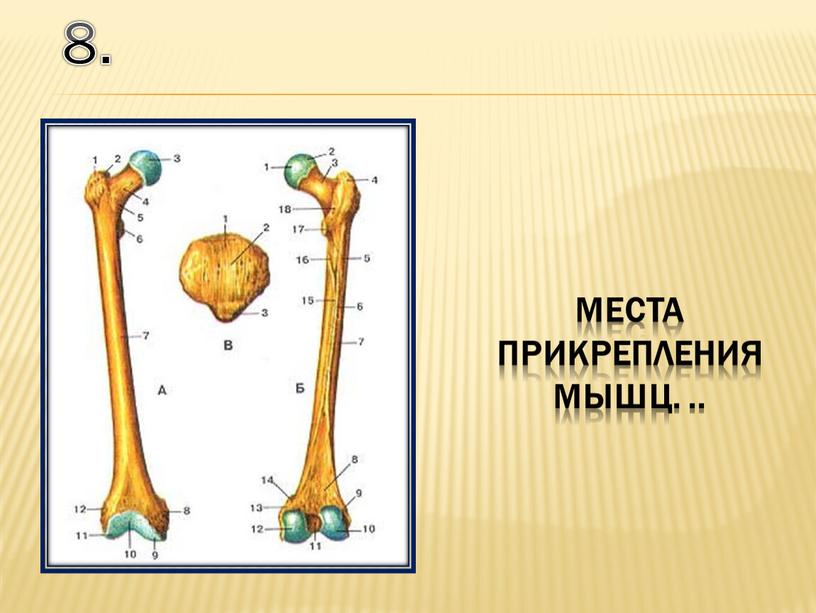 8. места прикрепления мышц. ..