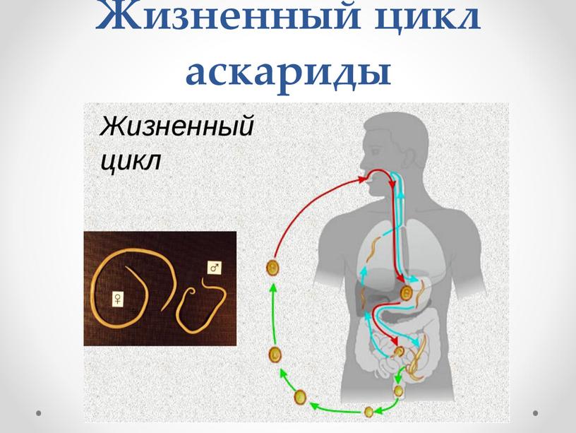 Жизненный цикл аскариды