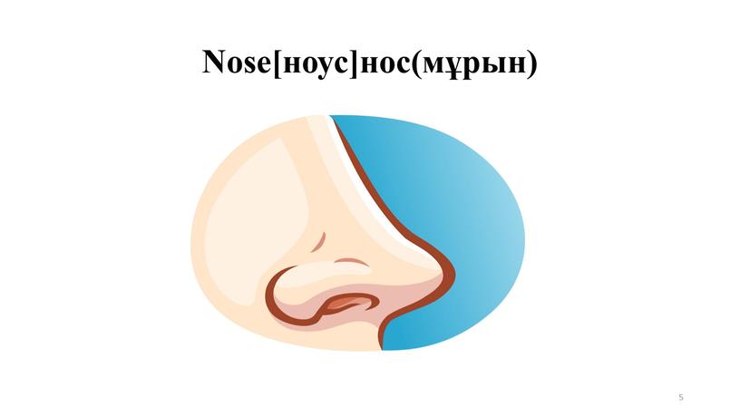 Nose[ноус]нос(мұрын) 5