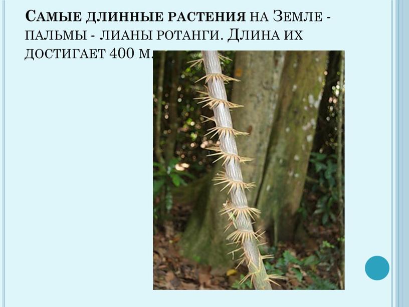 Самые длинные растения на Земле - пальмы - лианы ротанги