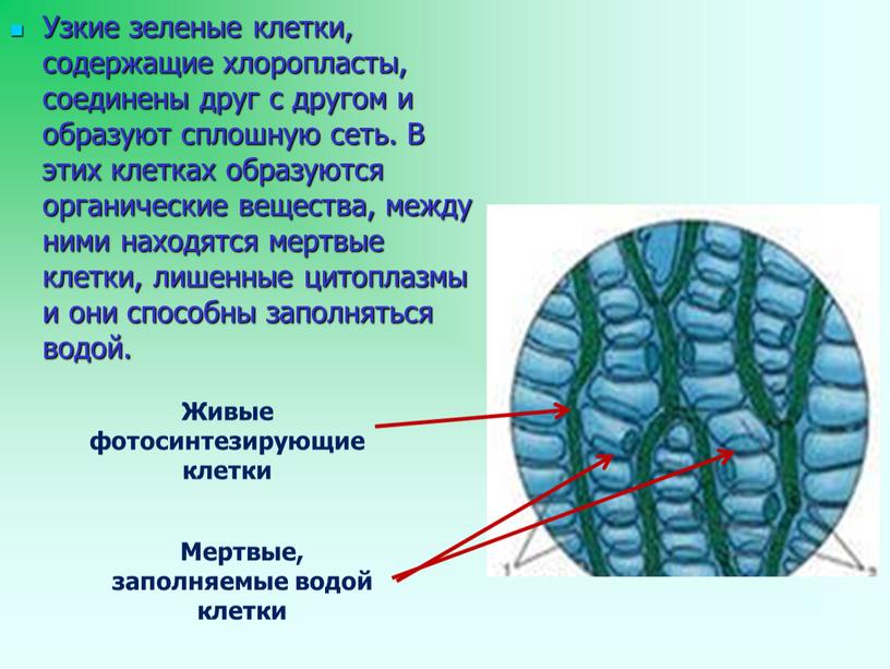 Узкие зеленые клетки, содержащие хлоропласты, соединены друг с другом и образуют сплошную сеть