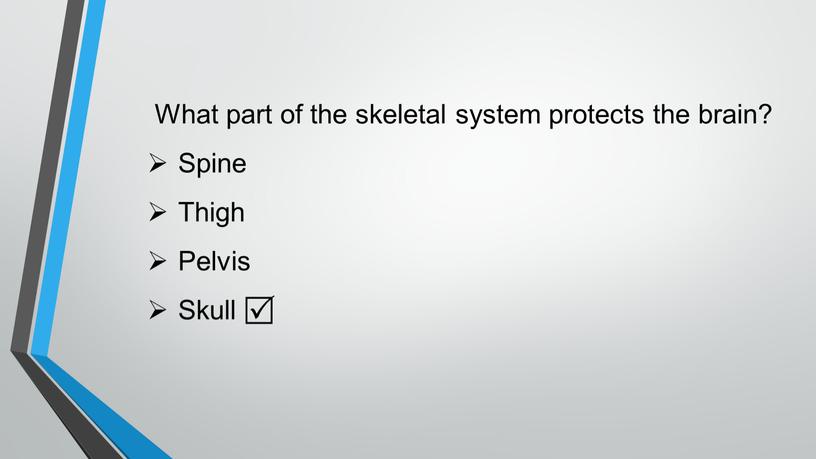 What part of the skeletal system protects the brain?