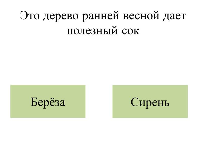 Это дерево ранней весной дает полезный сок