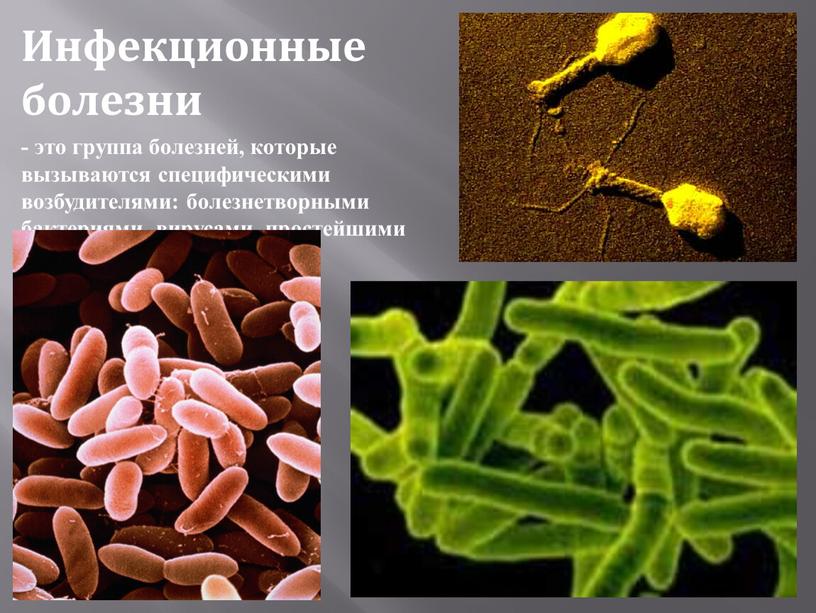 Инфекционные болезни - это группа болезней, которые вызываются специфическими возбудителями: болезнетворными бактериями, вирусами, простейшими грибками