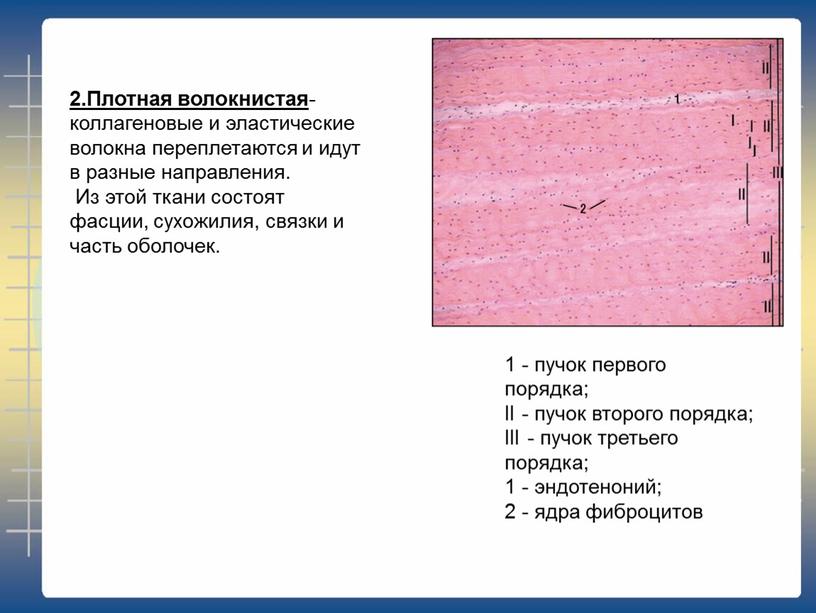 Плотная волокнистая - коллагеновые и эластические волокна переплетаются и идут в разные направления