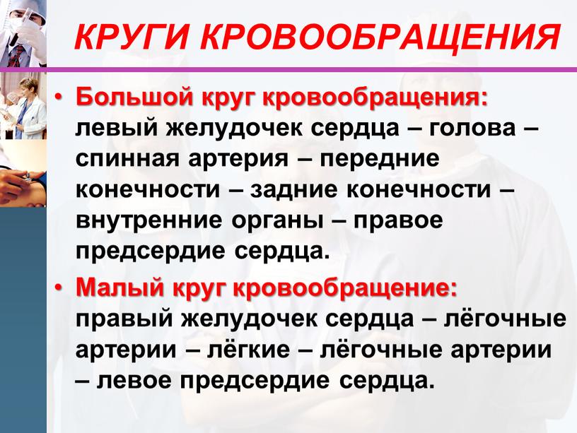 КРУГИ КРОВООБРАЩЕНИЯ Большой круг кровообращения: левый желудочек сердца – голова – спинная артерия – передние конечности – задние конечности – внутренние органы – правое предсердие…