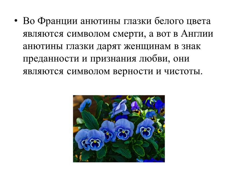 Во Франции анютины глазки белого цвета являются символом смерти, а вот в