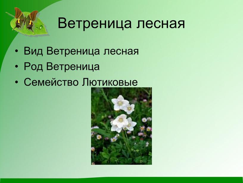 Ветреница лесная Вид Ветреница лесная