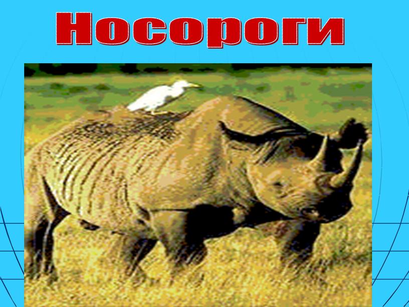 Носороги