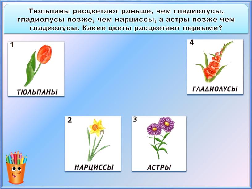 Тюльпаны расцветают раньше, чем гладиолусы, гладиолусы позже, чем нарциссы, а астры позже чем гладиолусы