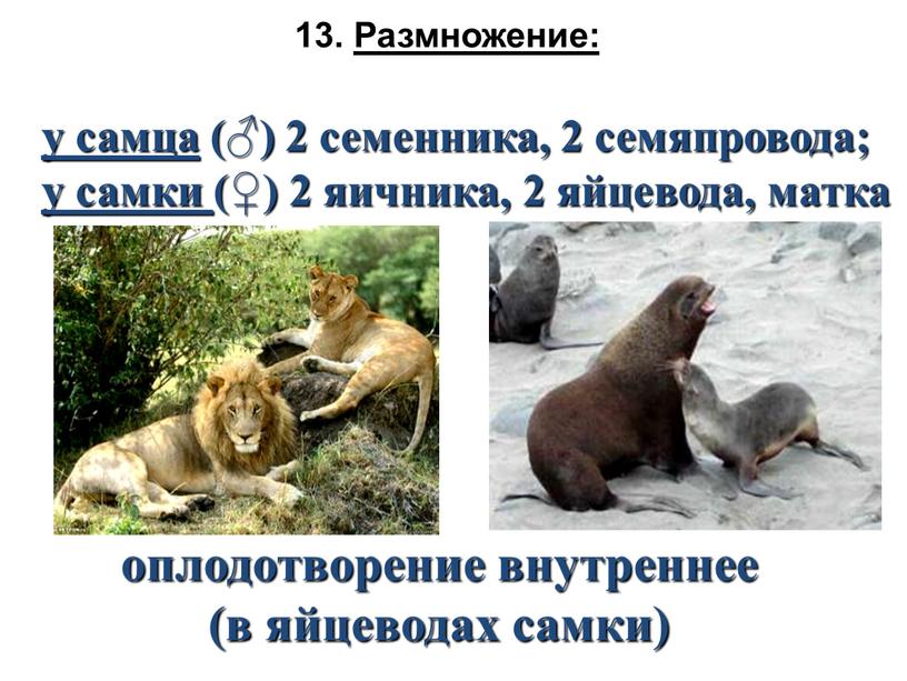 Размножение: оплодотворение внутреннее (в яйцеводах самки) у самца (♂) 2 семенника, 2 семяпровода; у самки (♀) 2 яичника, 2 яйцевода, матка