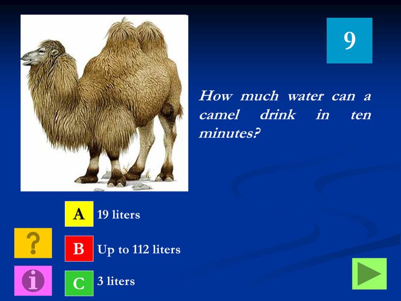 How much water can a camel drink in ten minutes?