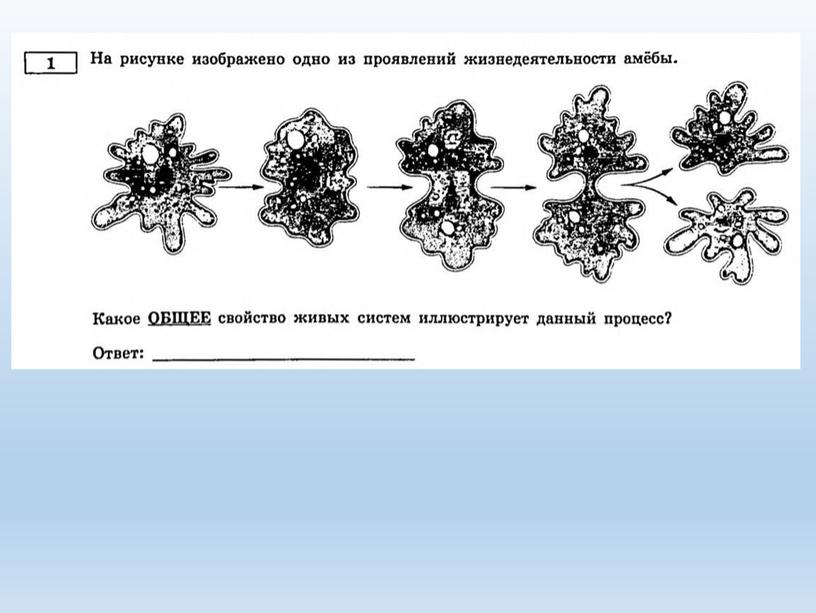 Разбор заданий №1 ОГЭ биология из сборника В.С.Рохлова