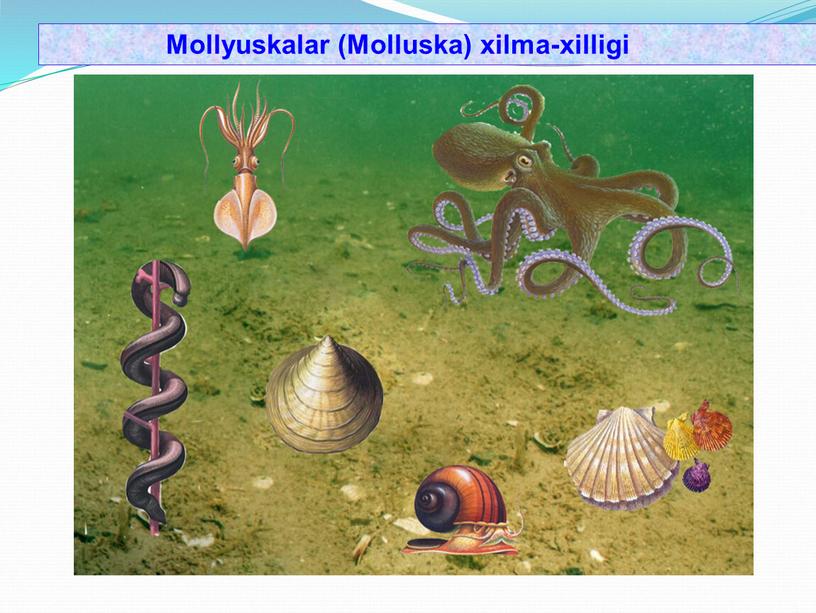 Mollyuskalar (Molluska) xilma-xilligi