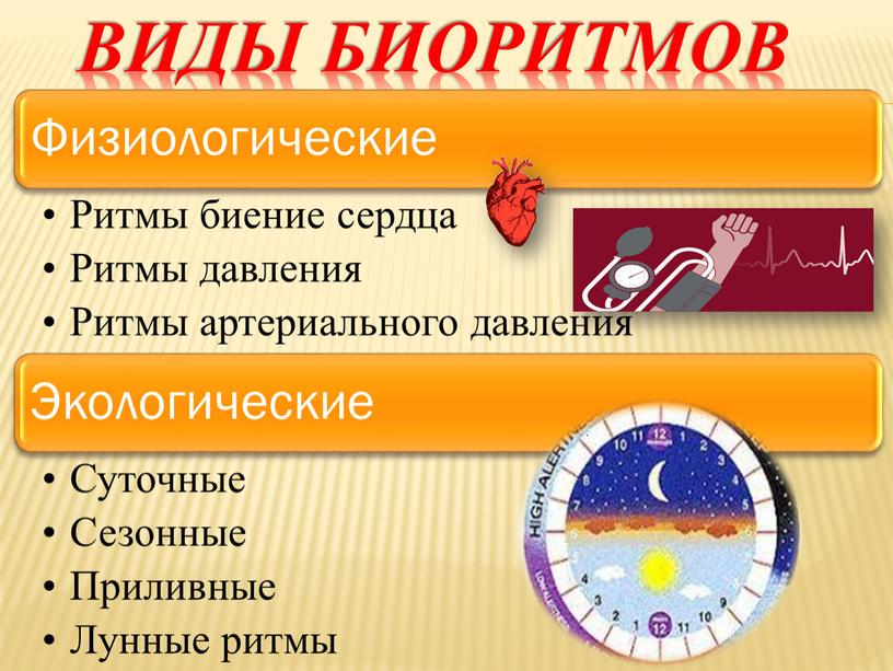 Виды биоритмов