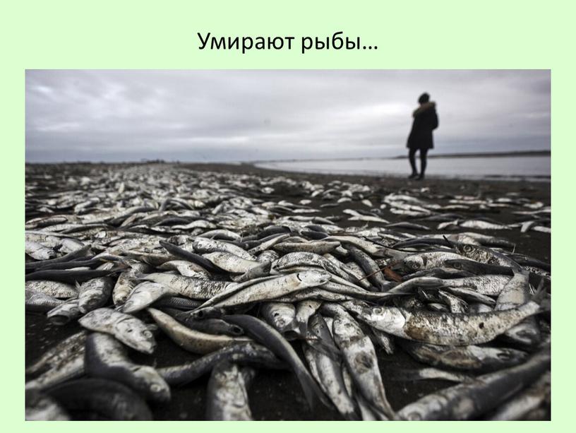 Умирают рыбы…