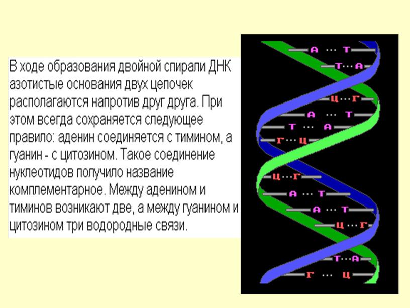 Нуклеиновые кислоты