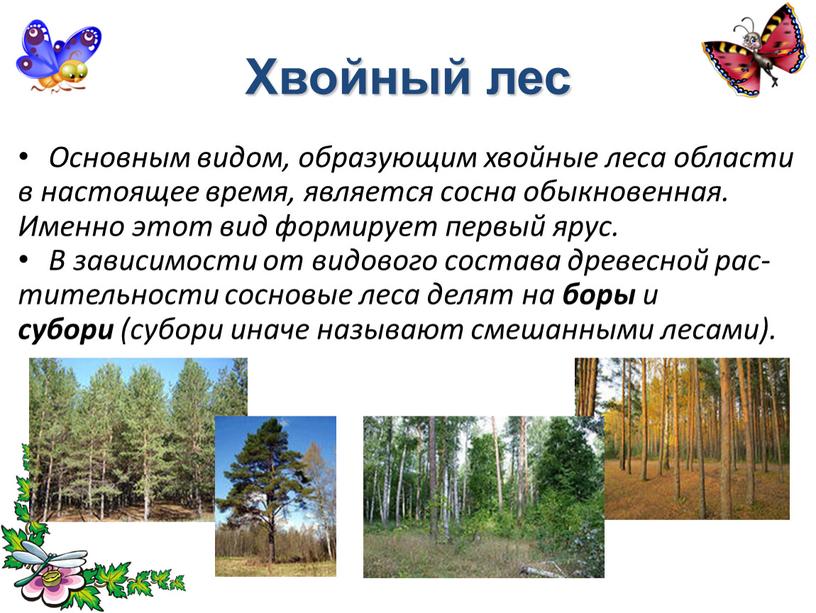Хвойный лес Основным видом, образующим хвойные леса области в настоящее время, является сосна обыкновенная